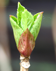 Hortensienblatt-mit Spinnweben.jpg